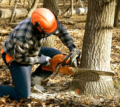 Tree Removal in Viola, KS